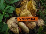 Suillus megaporinus image