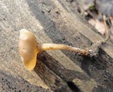 Dumontinia tuberosa image