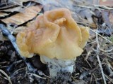 Gyromitra korfii image
