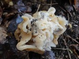 Gyromitra korfii image