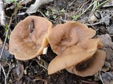 Discina ancilis image