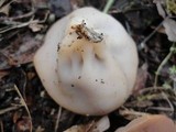 Discina ancilis image