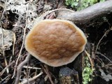 Gyromitra leucoxantha image
