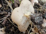 Gyromitra leucoxantha image