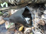 Urnula craterium image