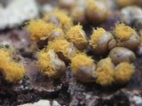 Trichia varia image