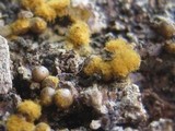Trichia varia image