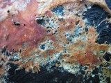 Phanerochaete sanguinea image