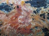 Phanerochaete sanguinea image