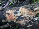 Phanerochaete sanguinea image