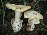 Amanita vernicoccora image
