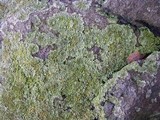 Phaeophyscia adiastola image