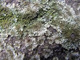 Phaeophyscia adiastola image