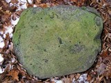 Phaeophyscia adiastola image