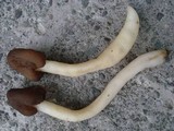 Verpa conica image