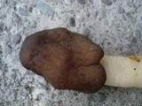Verpa conica image