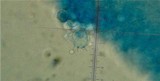 Amanita sect. Vaginatae image