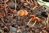 Conocybe dumetorum image