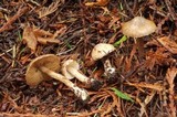 Inocybe assimilata image