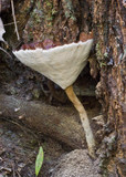 Cymatoderma elegans image