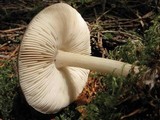 Pluteus primus image
