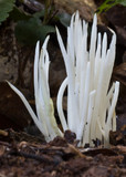 Clavaria alboglobospora image