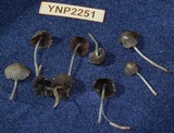 Coprinellus impatiens image
