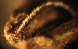 Coprinellus impatiens image