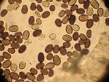 Coprinellus impatiens image