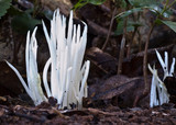 Clavaria alboglobospora image