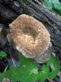 Polyporus craterellus image