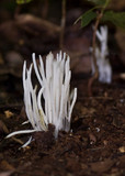 Clavaria alboglobospora image