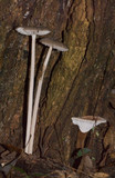 Mycena cystidiosa image