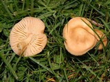 Marasmius oreades image