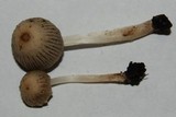 Coprinellus impatiens image