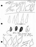 Coprinellus impatiens image