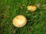 Agrocybe molesta image
