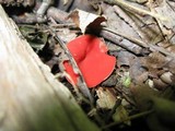 Sarcoscypha occidentalis image