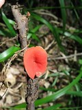 Sarcoscypha occidentalis image