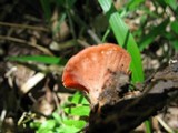 Sarcoscypha occidentalis image