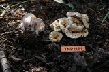 Gomphus bonarii image