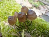 Mycena stipata image