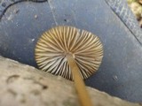Mycena stipata image