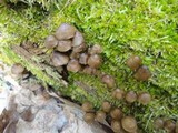 Mycena stipata image