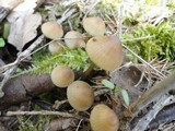 Mycena stipata image