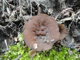 Discina ancilis image