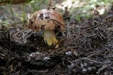 Suillus brevipes image