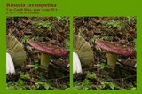 Russula xerampelina image