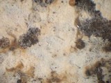 Botryobasidium subcoronatum image