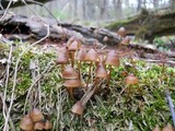 Mycena stipata image
